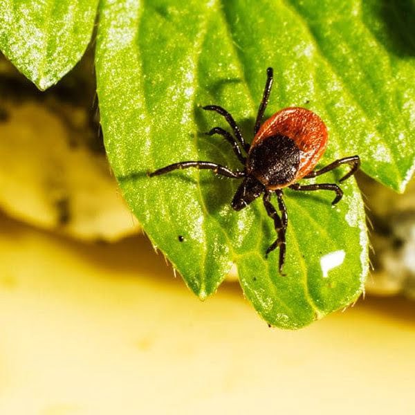 Уничтожение клещей